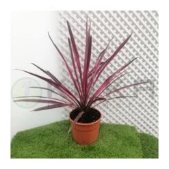 Dracena Australis Pink Passión -Suministros De Jardineria Ventas 2024 dracena australs dazzler 1