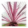 Dracena Australis Pink Passión 2 Dracena Australis Pink Passión -Suministros De Jardineria Ventas 2024 dracena australs dazzler