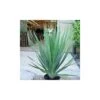 Dracaena Drago -Suministros De Jardineria Ventas 2024 dracena drago