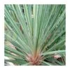 Dracena Indivisa Australis Pink Champagne -Suministros De Jardineria Ventas 2024 dracena indivisa australis pink champagne