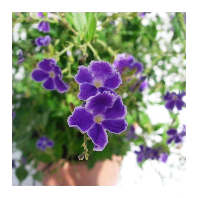 Duranta Erecta Repens 4 Duranta Erecta Repens - Imagen 2