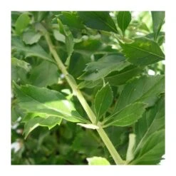 Duranta Erecta Repens 7 Duranta Erecta Repens -Suministros De Jardineria Ventas 2024 duranta erecta repens 2