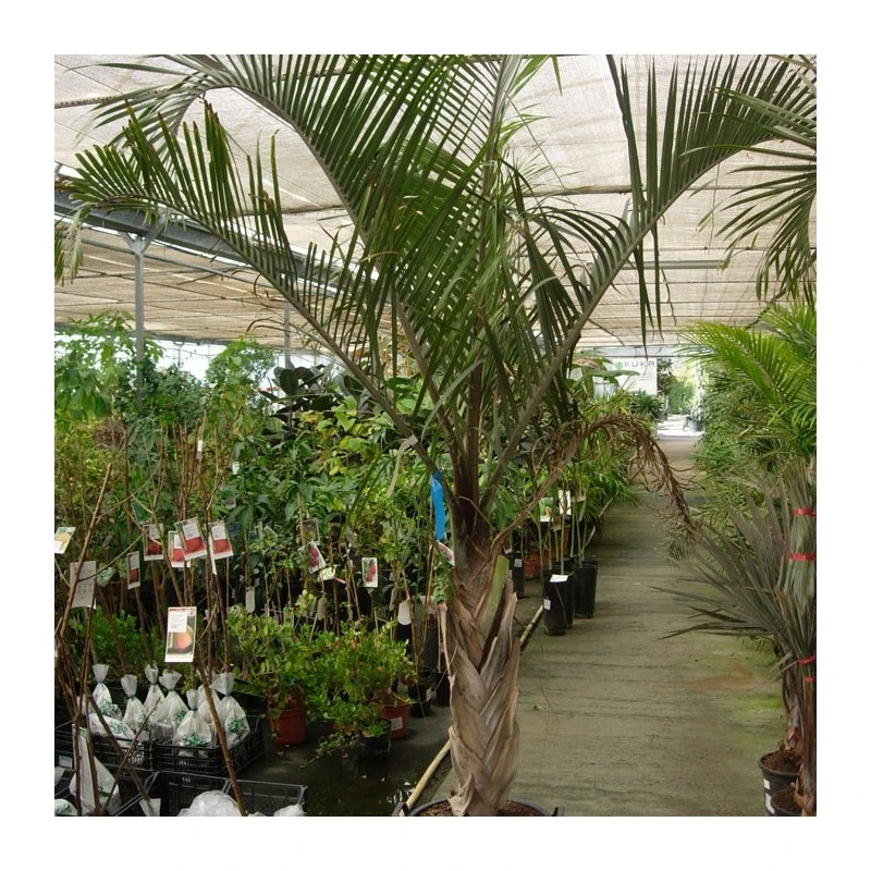 Dypsis Decaryi 4 Dypsis Decaryi - Imagen 2