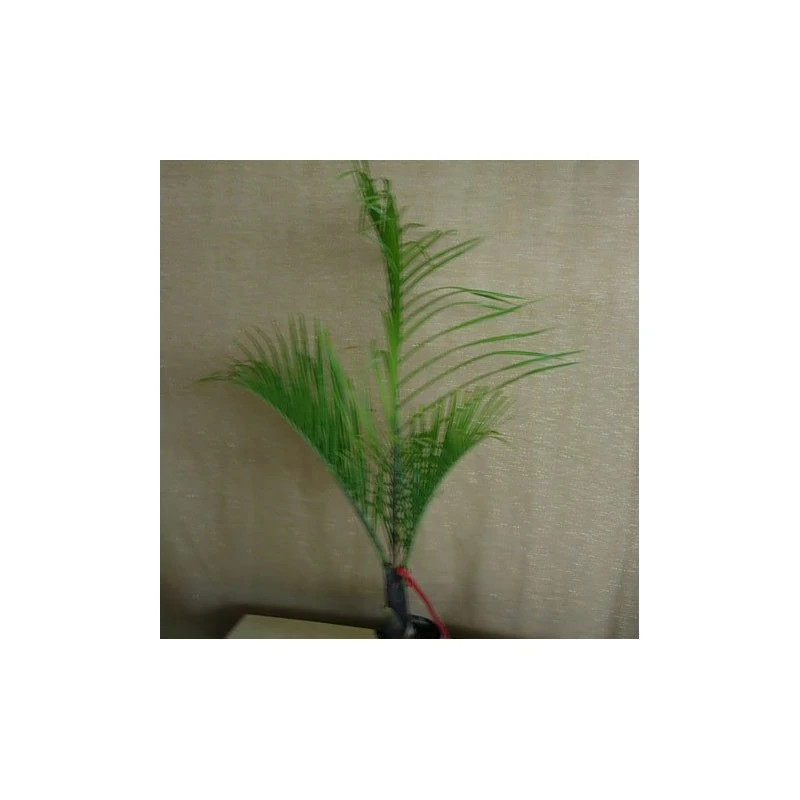 Dypsis Decaryi 3 Dypsis Decaryi