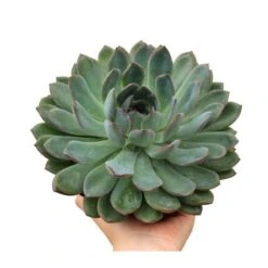 Echeveria Pelisuda