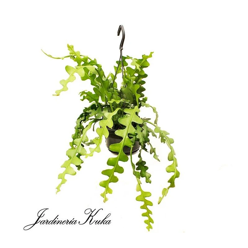 Epiphyllum Anguliger 3 Epiphyllum Anguliger