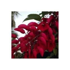 Erythrina Cristagalli -Suministros De Jardineria Ventas 2024 erythrina cristagalli ejemplar 1