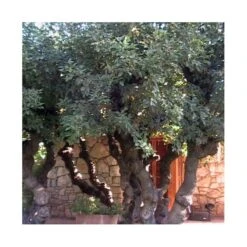 Erythrina Cristagalli -Suministros De Jardineria Ventas 2024 erythrina cristagalli ejemplar 2