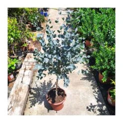 Eucalyptus Gunni Copa 6 Eucalyptus Gunni Copa -Suministros De Jardineria Ventas 2024 eucalyptus gunni 1