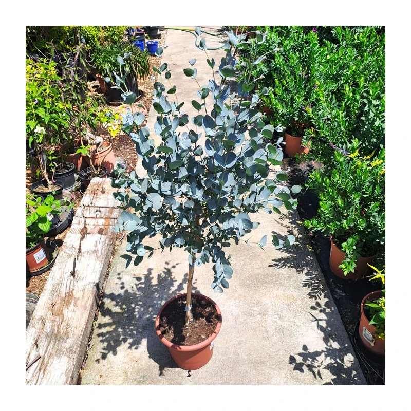 Eucalyptus Gunni Copa 4 Eucalyptus Gunni Copa - Imagen 2