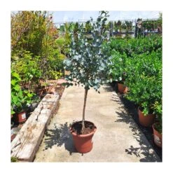Eucalyptus Gunni Copa 7 Eucalyptus Gunni Copa -Suministros De Jardineria Ventas 2024 eucalyptus gunni 2