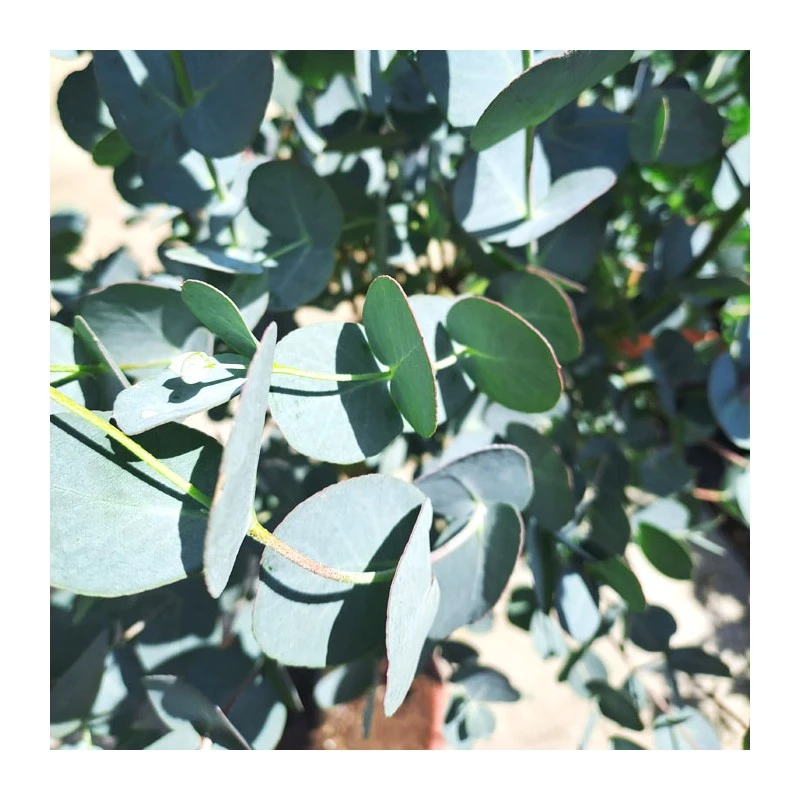 Eucalyptus Gunni Copa 3 Eucalyptus Gunni Copa