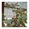 Eucalyptus Parvifolia -Suministros De Jardineria Ventas 2024 eucalyptus parvifolia