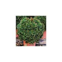 Eugenia Myrtifolia Compacta