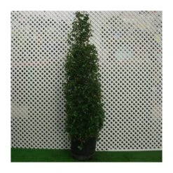 Eugenia New Port Pirámide -Suministros De Jardineria Ventas 2024 eugenia new port 1