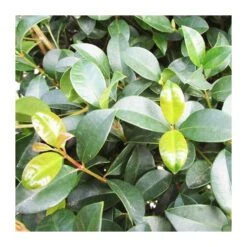 Eugenia New Port -Suministros De Jardineria Ventas 2024 eugenia new port 3