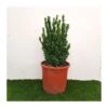 Euonymus Japonica Green Spire -Suministros De Jardineria Ventas 2024 euonymus japonica green spire