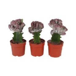 Euphorbia Lactea Cristata De Tronco Alto -Suministros De Jardineria Ventas 2024 euphorbia lactea cristata de tronco alto 2