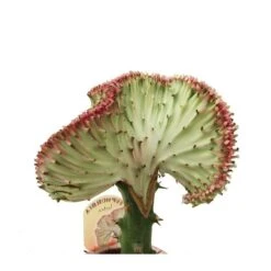 Euphorbia Lactea Cristata De Tronco Alto