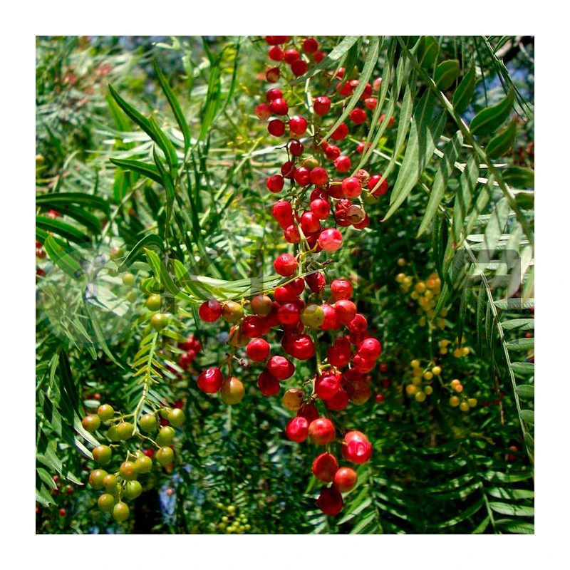 Falsa Pimienta 4 Falsa Pimienta - Imagen 2