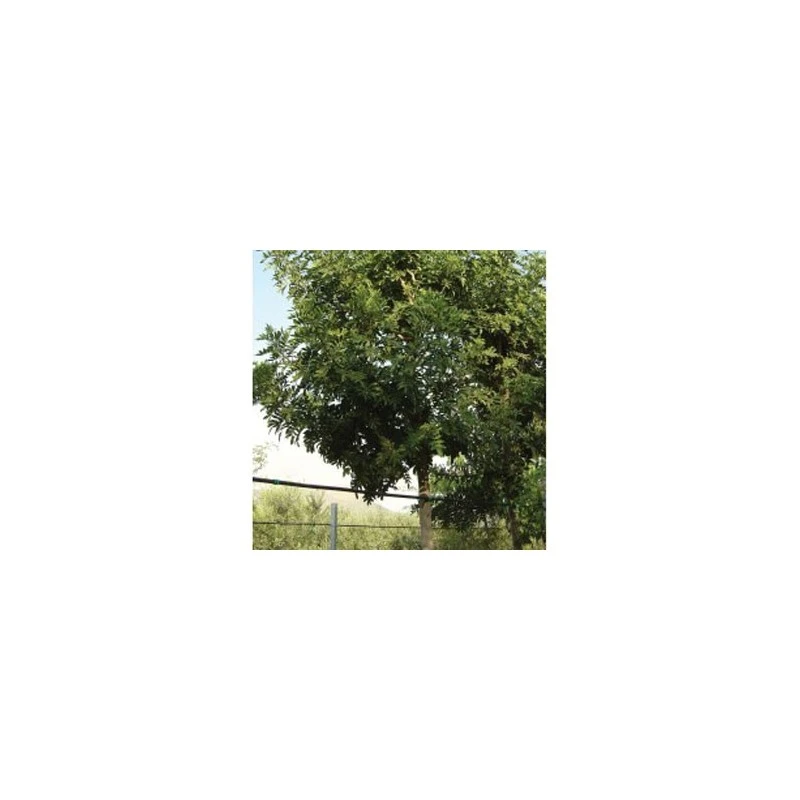 Falso Terebinto. Ejemplar 3 Falso Terebinto. Ejemplar