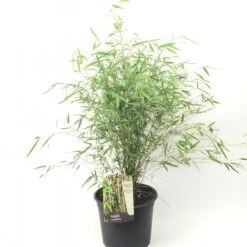 Fargesia Angustissima