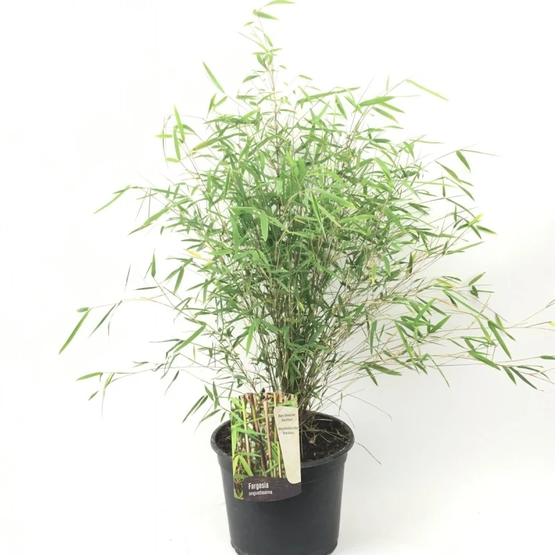 Fargesia Angustissima 3 Fargesia Angustissima