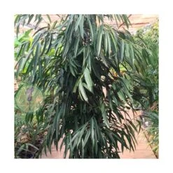 Ficus Alii Ejemplar 5 Ficus Alii Ejemplar -Suministros De Jardineria Ventas 2024 ficus alii 1