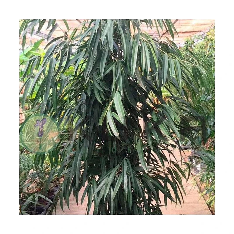 Ficus Alii Ejemplar 4 Ficus Alii Ejemplar - Imagen 2