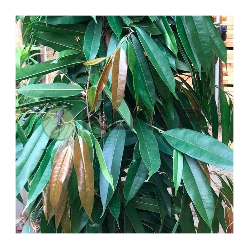 Ficus Alii King Zuil EJEMPLAR 4 Ficus Alii King Zuil EJEMPLAR - Imagen 2