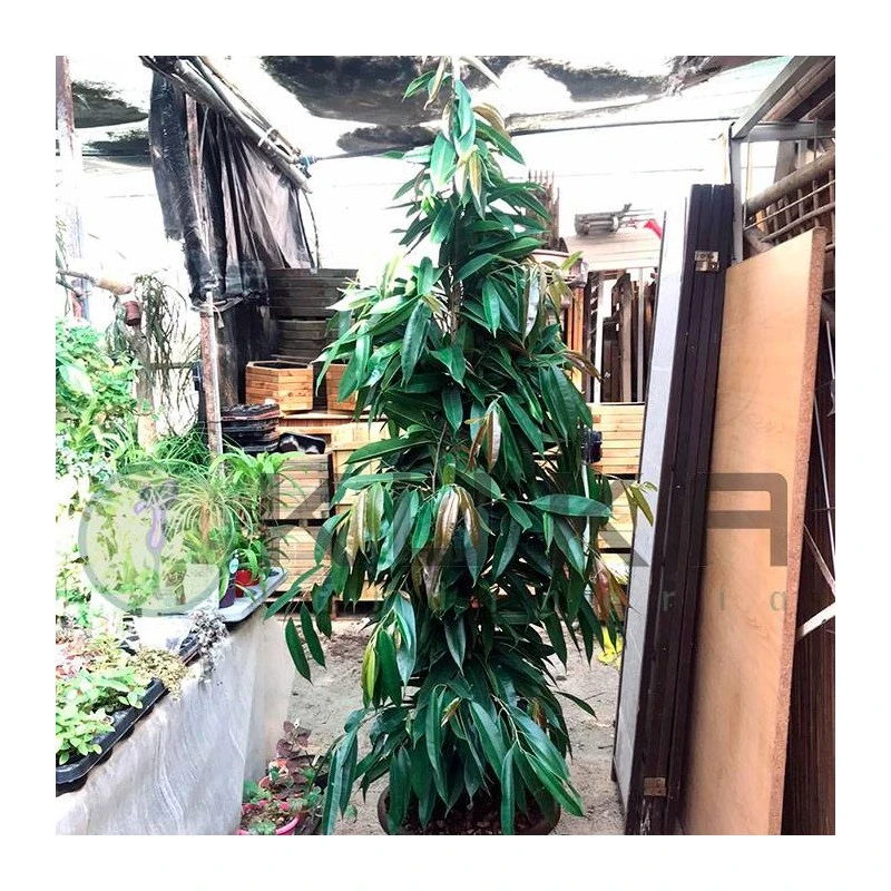 Ficus Alii King Zuil EJEMPLAR 3 Ficus Alii King Zuil EJEMPLAR