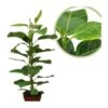 Ficus Altissima -Suministros De Jardineria Ventas 2024 ficus altissima