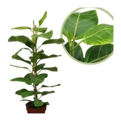 Ficus Altissima