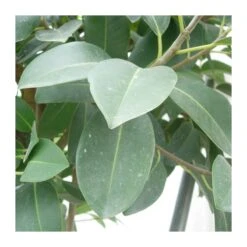 Ficus Australis 7 Ficus Australis -Suministros De Jardineria Ventas 2024 ficus australis 1