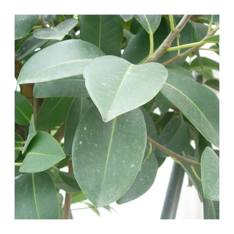 Ficus Australis 4 Ficus Australis - Imagen 2