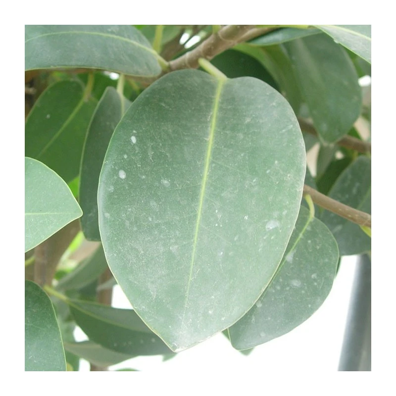 Ficus Australis 5 Ficus Australis - Imagen 3