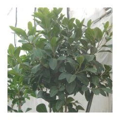 Ficus Australis 9 Ficus Australis -Suministros De Jardineria Ventas 2024 ficus australis 3