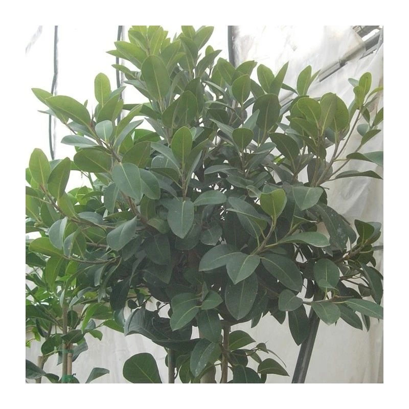 Ficus Australis 6 Ficus Australis - Imagen 4