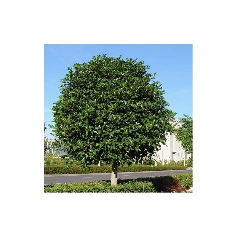 Ficus Australis 3 Ficus Australis