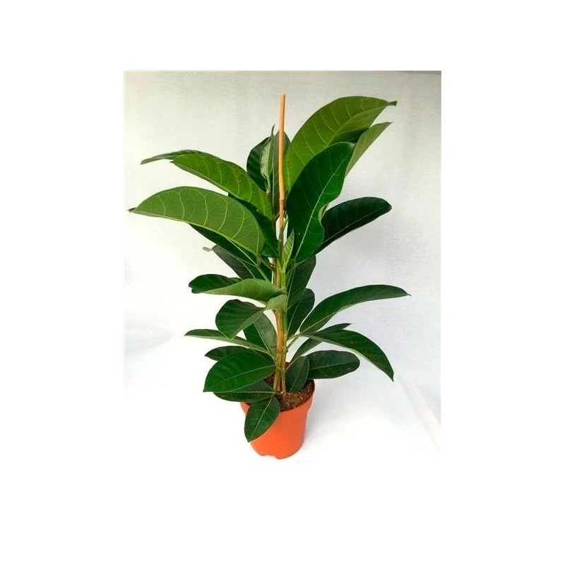 Ficus Benghalensis 3 Ficus Benghalensis