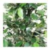 Ficus Benjamina Danielle -Suministros De Jardineria Ventas 2024 ficus benjamina danielle