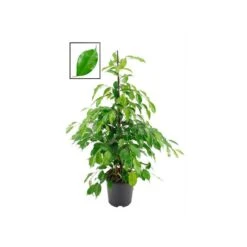 Ficus Benjamina Exótica