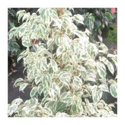 Ficus Benjamina Gantel -Suministros De Jardineria Ventas 2024 ficus benjamina gantel 1