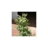 Ficus Benjamina Gantel 1 Ficus Benjamina Gantel -Suministros De Jardineria Ventas 2024 ficus benjamina gantel