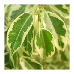 Ficus Benjamina Gantel -Suministros De Jardineria Ventas 2024 ficus benjamina gantel 2