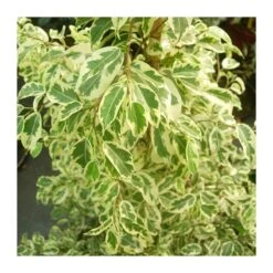 Ficus Benjamina Gantel -Suministros De Jardineria Ventas 2024 ficus benjamina gantel 3