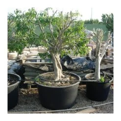 Ficus Benjamina Macrobonsai -Suministros De Jardineria Ventas 2024 ficus benjamina macrobonsai 1