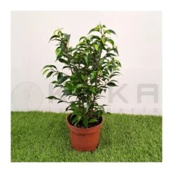 Ficus Benjamina Natasja 5 Ficus Benjamina Natasja -Suministros De Jardineria Ventas 2024 ficus benjamina natasja 1