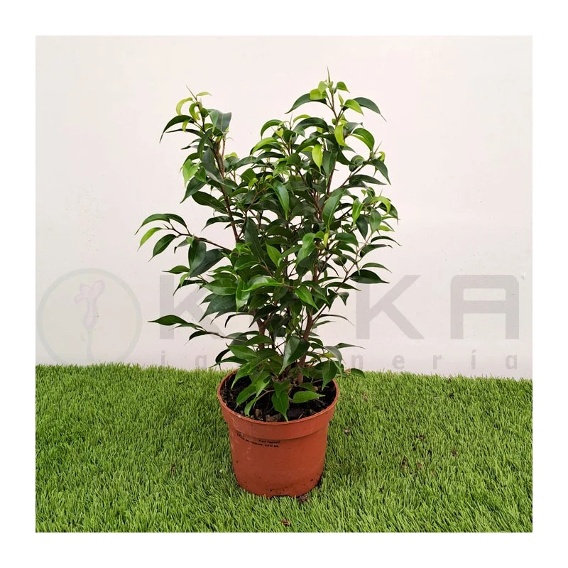 Ficus Benjamina Natasja 4 Ficus Benjamina Natasja - Imagen 2