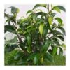 Ficus Benjamina Natasja 1 Ficus Benjamina Natasja -Suministros De Jardineria Ventas 2024 ficus benjamina natasja
